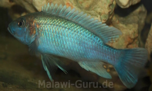 Melanochromis lepidiadaptes